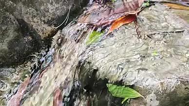 小溪水流拍摄实拍视频视频的预览图